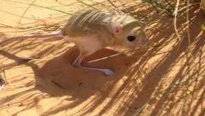 Rezident púšte tushkhank: fotografie, obrázky a popis zvieraťa